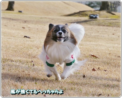22torimiyama.jpg