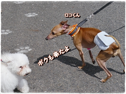 4doubutu_20120917193402.jpg