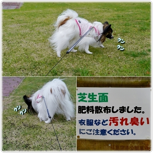 4kukoupopi.jpg