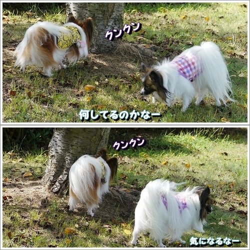 4noa.jpg