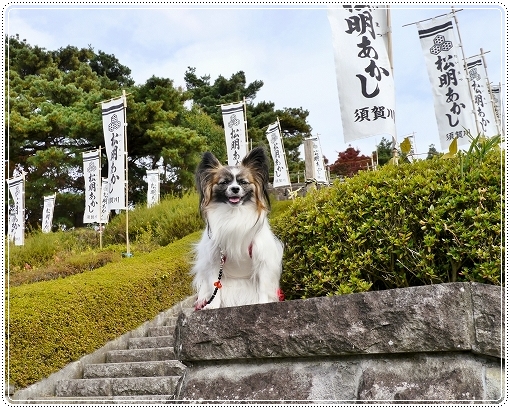 5taimatu2012-2.jpg