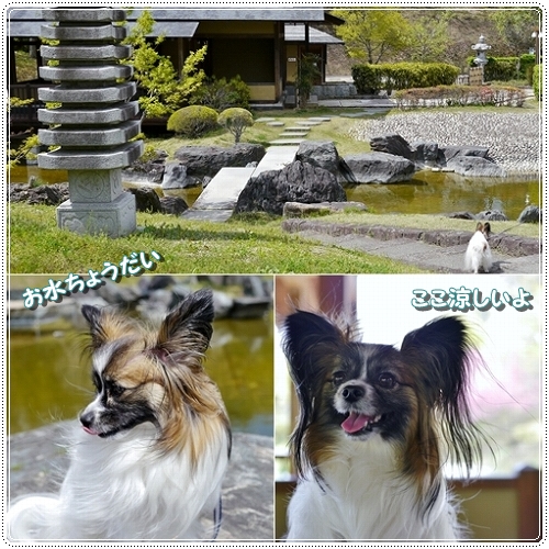 7sakurafubuki.jpg