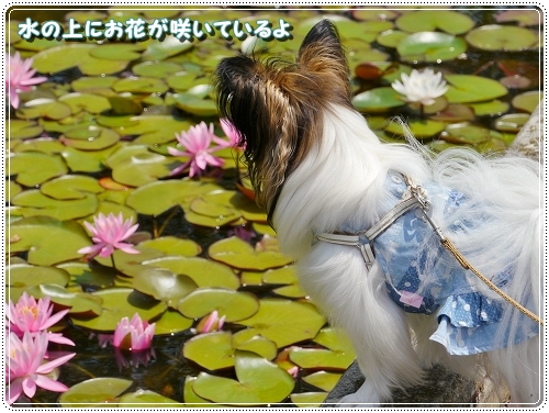 8makiba_20120604205744.jpg