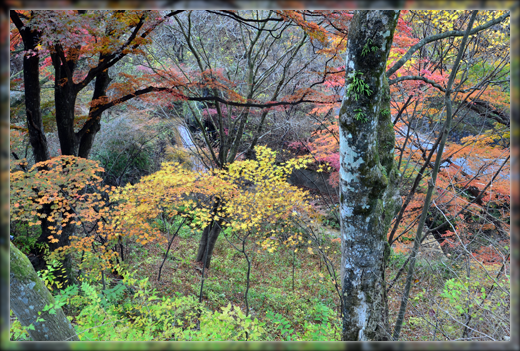 11DSC_2736.png