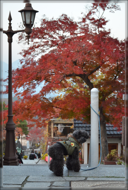 13DSC_2833.png