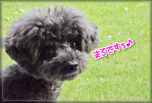 3DSC_1033.png