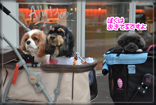 3DSC_2395.png