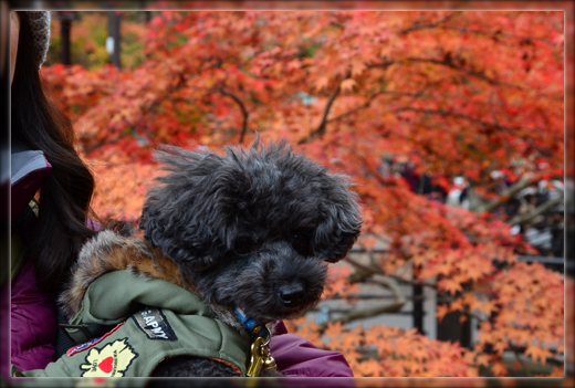 3DSC_2611.png