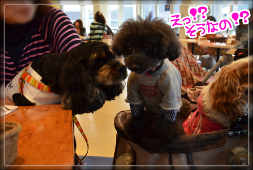 5DSC_2337.png