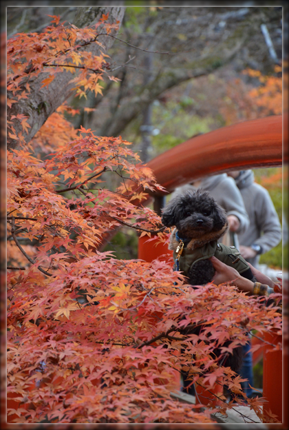 5DSC_2684.png