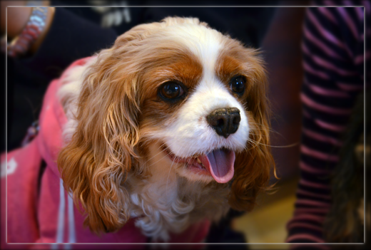 6DSC_2138.png