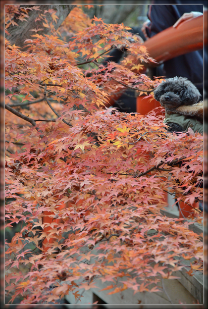 6DSC_2715.png