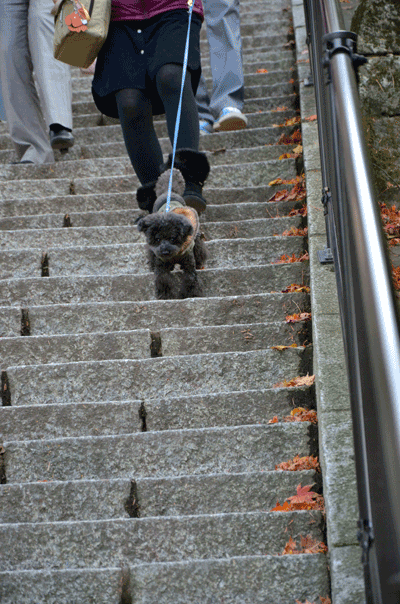 GIF--DSC_2768.gif
