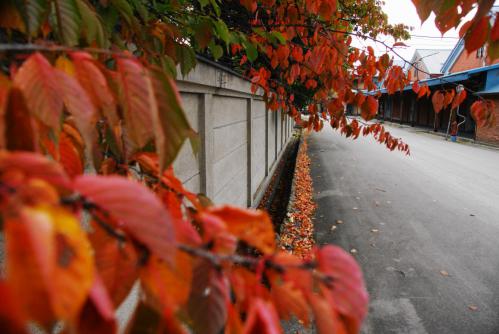 DSC08747.jpg
