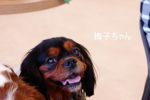 DSC09052.jpg