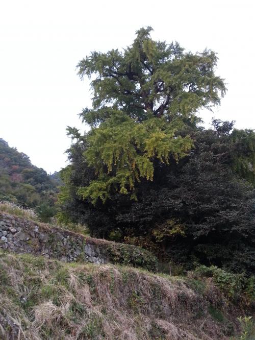 20121109_165832_convert_20121109173547.jpg