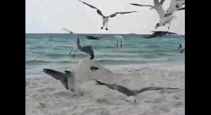 カモメの捕まえ方