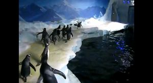 レーザーポインタを夢中で追いかけるペンギン達