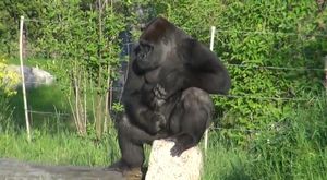 【ドッキリ】動物園内で脱走したゴリラが目の前に現れる!