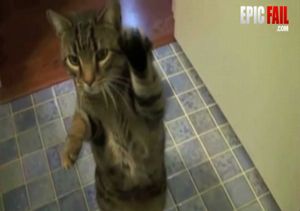 猫ってこんなに芸できるの?多彩な芸を見せるニャンコ