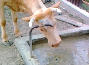 水道の蛇口を自分でひねって水を出し、飲む牛