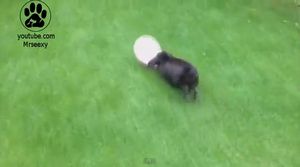 風船が大好きなウサギちゃん