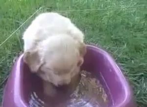 水飲み場で睡魔と闘う子犬が超可愛い!