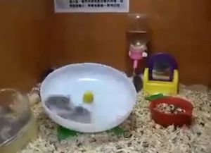 回りすぎなハムスターたち