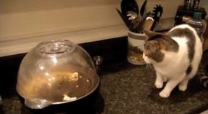 【猫】ニャンコの失敗動画詰め合わせ【猫】