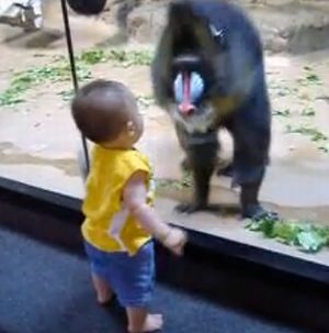 ほら見てみろwww赤ちゃんにお尻を魅せつけるマンドリルさんwwwww