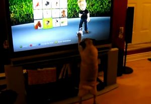 ゲームに出てくる犬に興奮しまくるワンコwwwww