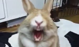 おもしろ映像集 2012.12.06