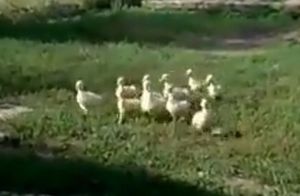 おばちゃんが太い声で怒鳴ったらアヒルの赤ちゃん寄ってきたwwwwwww