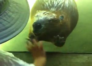手を振り返してくれる動物園のビーバーwwwwwww