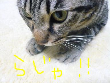 `cat14.JPG