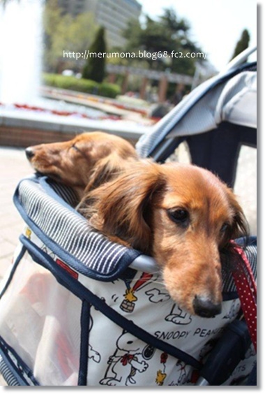 20120425-5.jpg