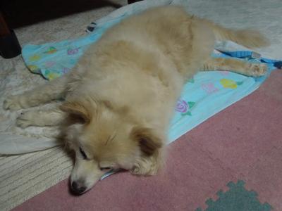 shiro+002_convert_20120609101002.jpg