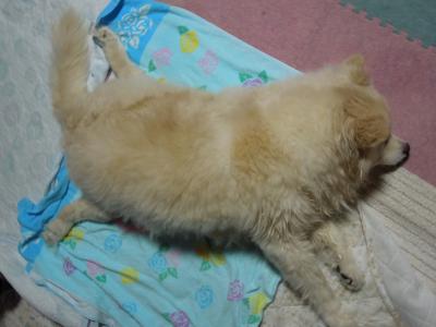 shiro+005_convert_20120609101042.jpg