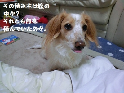 CIMG7619.jpg