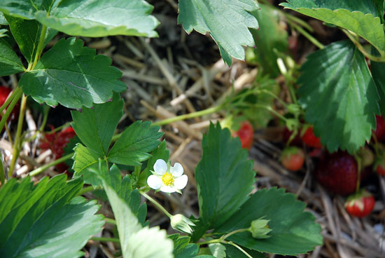 strawberry picking 2012-06-23