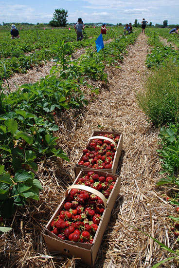 strawberry picking 2012-06-23