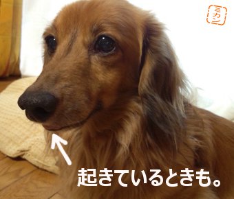 ミカン畑 舌を出す犬