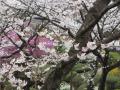IMG_2433 (800x600)