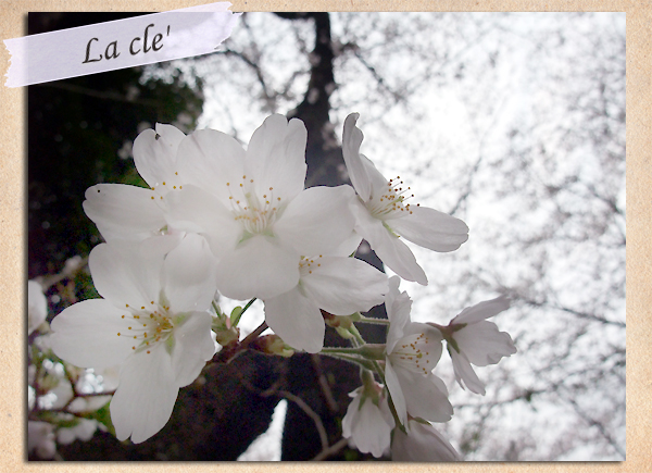 桜2013