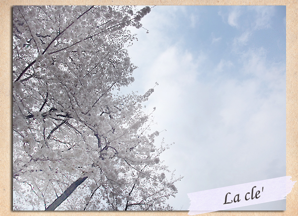 桜2013