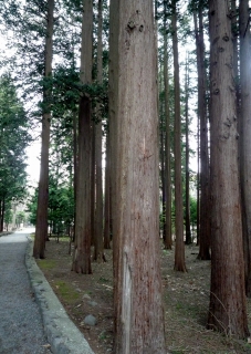 s-004_20130514102235.jpg