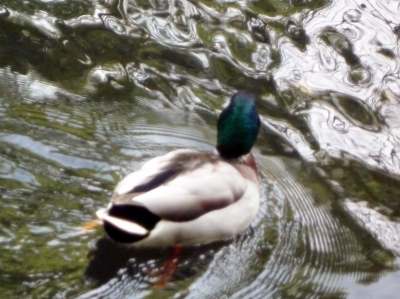 s-012_20121105204040.jpg