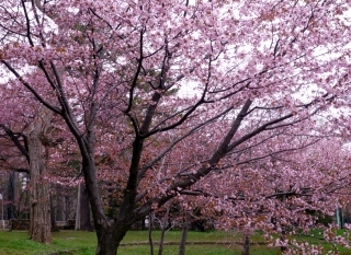 s-013_20130514102232.jpg