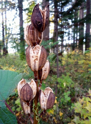 s-016_20121105203949.jpg
