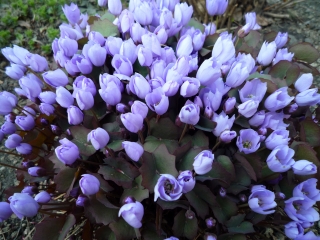 s-016_20130510132621.jpg
